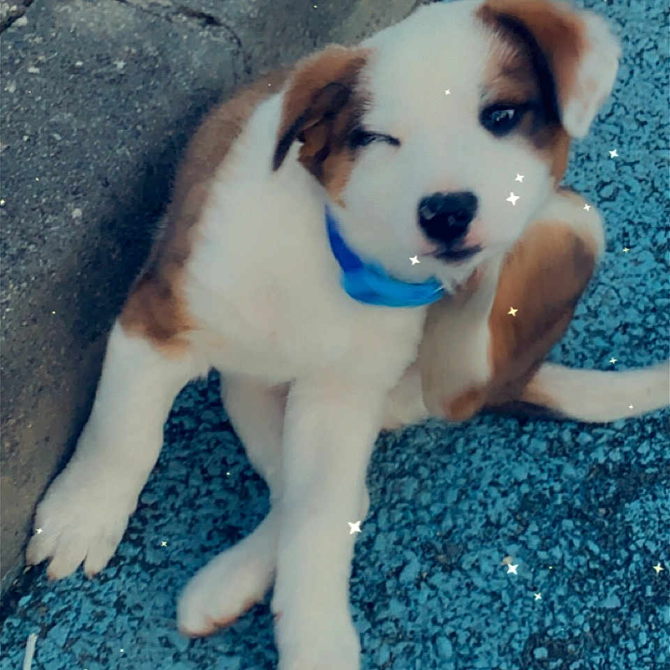Oslo a rejoint le concours — aidez-le/la à gagner de superbes lots ! adorable, animal, blue_collar, blue_surface, concrete, curb, cute, dog, fur, outdoor, pet, playful, puppy, sidewalk, sitting, small, sparkles, white_and_brown, winking, young_dog