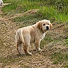 Berlioz participe au concours pour gagner de l'argent avec cette photo : puppy, dog, golden_retriever, grass, path, outdoor, nature, animal, pet, young_dog, fur, walking, curious, field, greenery, canine, mammal, summer, daylight, cute