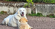 Berlioz participe au concours pour gagner de l'argent avec cette photo : dog, white_dog, golden_dog, pet, animal, outdoor, nature, greenery, gravel, concrete_wall, fence, resting, two_animals, companion, grass, leafy_plants, sunlight, friendly, mammal, canine