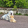 dog, white_dog, golden_dog, pet, animal, outdoor, nature, greenery, gravel, concrete_wall, fence, resting, two_animals, companion, grass, leafy_plants, sunlight, friendly, mammal, canine
