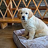 Berlioz a rejoint le concours — aidez-le/la à gagner de superbes lots ! golden_retriever, puppy, dog, pet_bed, indoor, wooden_bench, stone_wall, floor, cozy, cute, fluffy, animal, young_dog, domestic_animal, furry, sitting, looking_at_camera, home_interior, brown, relaxing