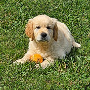 Berlioz participe au concours pour gagner de l'argent avec cette photo : puppy, golden_retriever, dog, grass, tennis_ball, outdoor, pet, animal, cute, playful, sunlight, nature, young_dog, lying_down, greenery, mammal, fur, adorable, resting, summer