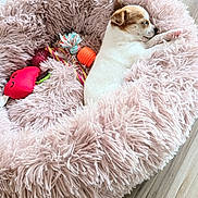 Maya a rejoint le concours — aidez-le/la à gagner de superbes lots ! puppy, dog, sleeping, pet_bed, toys, fluffy, pink, cozy, cute, small, indoor, resting, animal, fur, soft, wooden_floor, relaxation, domestic, comfort, young