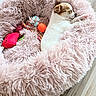 puppy, dog, sleeping, pet_bed, toys, fluffy, pink, cozy, cute, small, indoor, resting, animal, fur, soft, wooden_floor, relaxation, domestic, comfort, young