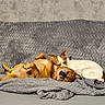 Maya participe au concours pour gagner de l'argent avec cette photo : dog, dogs, sleeping, couch, blanket, cozy, pet, friendship, snuggling, relaxed, brown_dog, white_dog, indoor, comfort, fur, animal, cute, resting, companion, home
