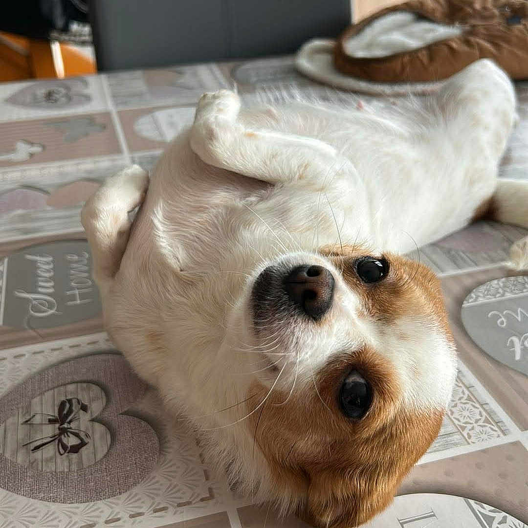 Maya participe au concours pour gagner de l'argent avec cette photo : dog, small_dog, lying_down, upside_down, tablecloth, indoor, chair, pattern, brown_and_white, pet, cute, looking_at_camera, cozy, home, fur, animal, relaxed, companion, domestic, friendly