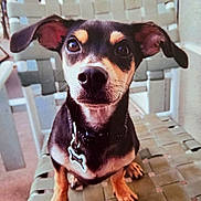 Bullet is registered to the contest to win money with this photo: dog, puppy, pet, animal, black_and_tan, sitting, chair, woven_chair, collar, indoor, close_up, ears, cute, looking_up, paw, fur, nose, whiskers, domestic_animal, alert