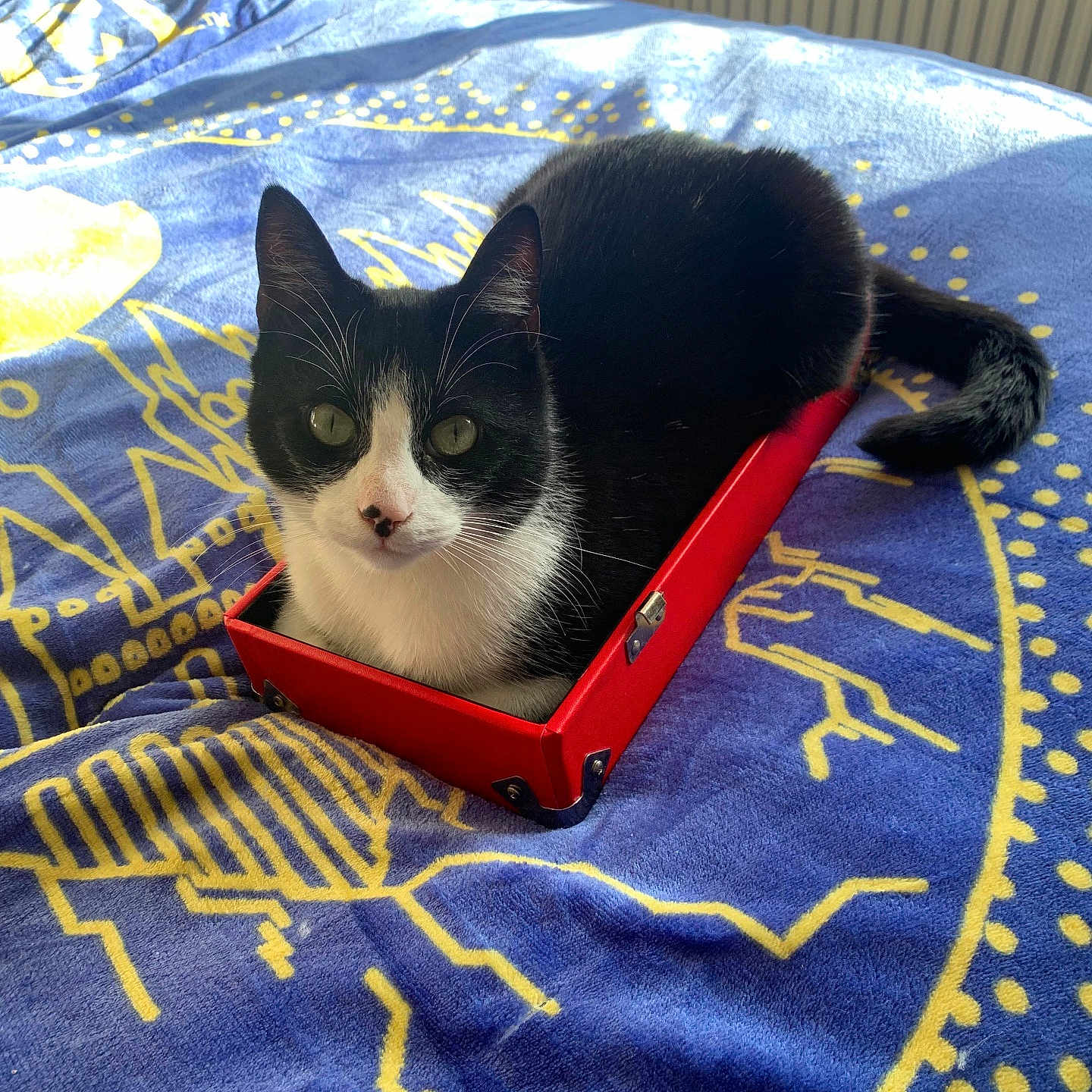 Leo joined the competition — help win amazing prizes! animal, bed, bedroom, blanket, cat, computer, electronics, face, furniture, head, homedecor, indoors, laptop, pc, person, pet, photography, portrait, quilt, room