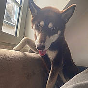 Ace participe au concours pour gagner de l'argent avec cette photo : animal, brown_fur, canine, couch, dog, domestic_animal, ears, fur, heterochromia, home, indoor, looking_at_camera, natural_light, pet, relaxed, resting, snout, tongue_out, white_fur, window