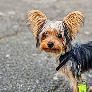 Cooki a rejoint le concours — aidez-le/la à gagner de superbes lots ! adorable, alert, animal, black_and_tan, canine, close_up, companion, cute, dog, fluffy_ears, focused, fur, leash, outdoor, pavement, pet, portrait, small_dog, walking, young_dog