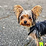 adorable, alert, animal, black_and_tan, canine, close_up, companion, cute, dog, fluffy_ears, focused, fur, leash, outdoor, pavement, pet, portrait, small_dog, walking, young_dog
