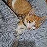 cat, kitten, orange_and_white, sleeping, lying_down, pet, animal, fur, whiskers, ears, eyes, pink_nose, harness, leash, gray_bed, shaggy_blanket, cozy, indoors, close_up, cute