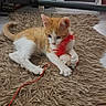 kitten, cat, orange_and_white, pet, animal, feline, fluffy, lying_down, playing, toy, red_toy, shaggy_rug, indoor, home, exercise_equipment, treadmill, cable, whiskers, ears, portrait