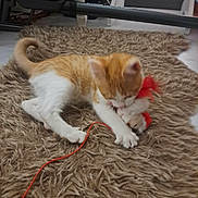 Cubi a rejoint le concours — aidez-le/la à gagner de superbes lots ! cat, orange_cat, white_cat, pet, animal, kitten, shaggy_rug, red_toy, string, playing, crouching, indoors, home, floor, exercise_equipment, tail, paws, fur, orange_and_white, playful