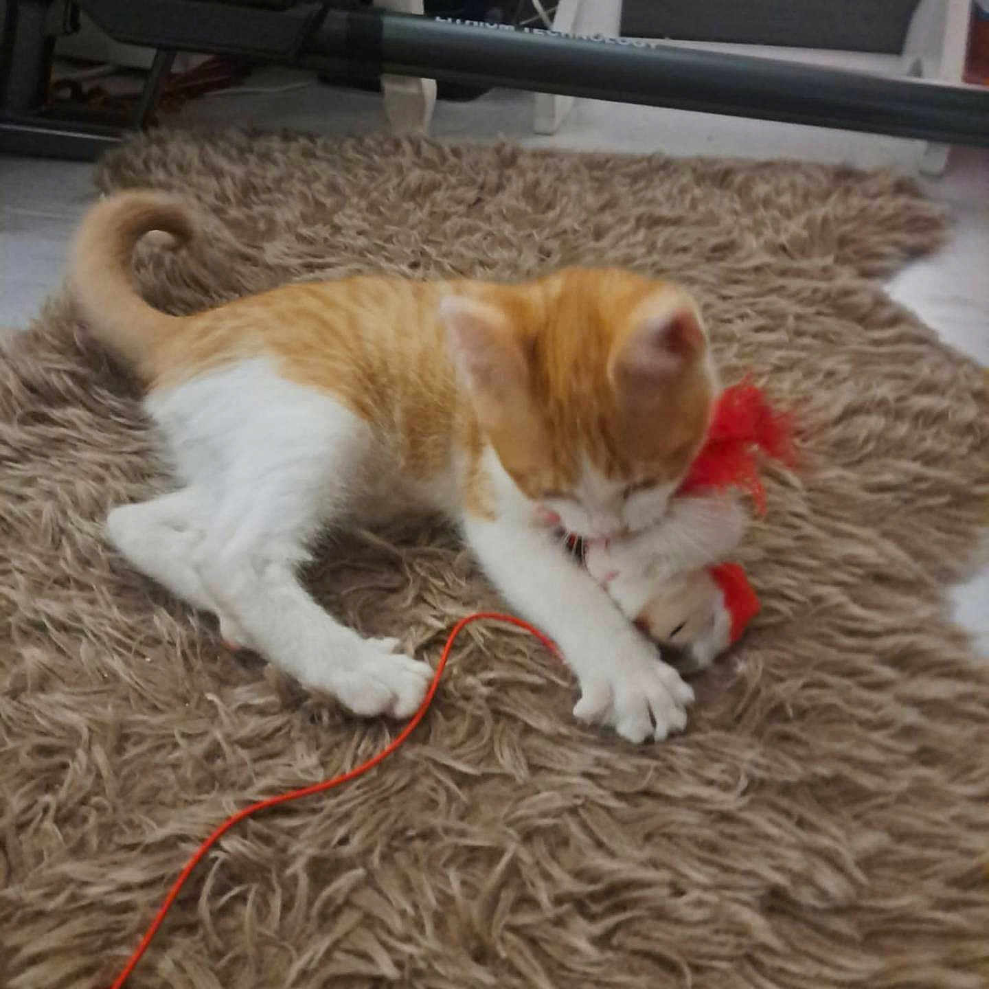 Cubi a rejoint le concours — aidez-le/la à gagner de superbes lots ! cat, orange_cat, white_cat, pet, animal, kitten, shaggy_rug, red_toy, string, playing, crouching, indoors, home, floor, exercise_equipment, tail, paws, fur, orange_and_white, playful