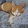 cat, kitten, orange_and_white, sleeping, sleepy, pet, animal, fur, whiskers, pink_nose, closed_eyes, collar, indoors, blanket, shaggy_blanket, cozy, relaxed, portrait, closeup, nap