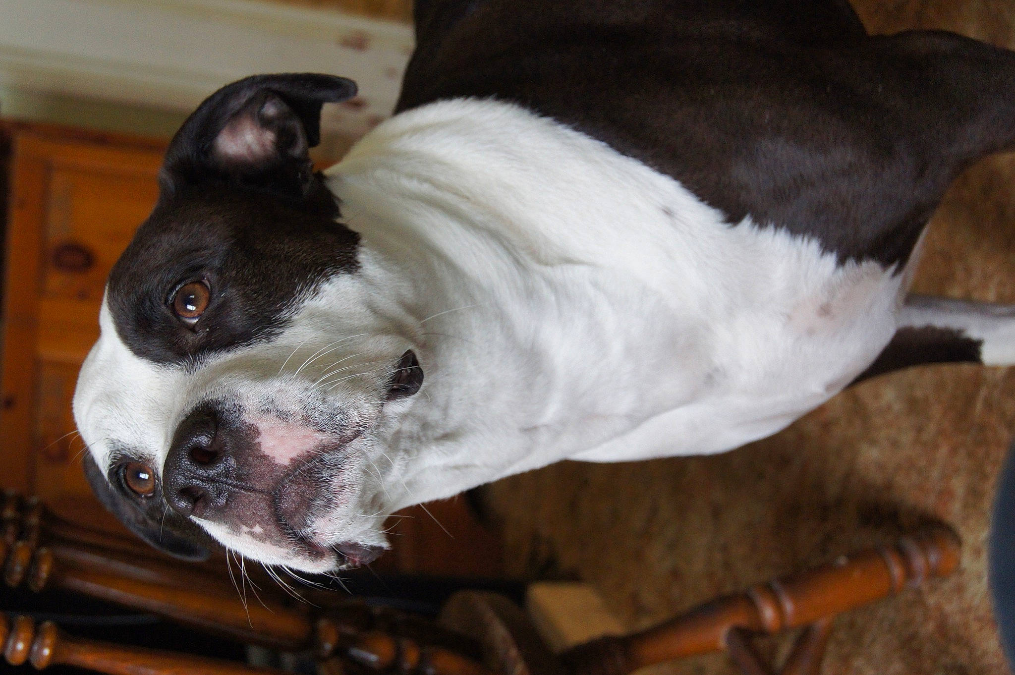 Lucie joined the competition — help win amazing prizes! canidae, carnivore, collar, companion_dog, dog, dog_breed, dog_collar, dog_supply, ear, fawn, fur, non_sporting_group, puppy, sporting_group, terrestrial_animal, terrier, whiskers, working_animal