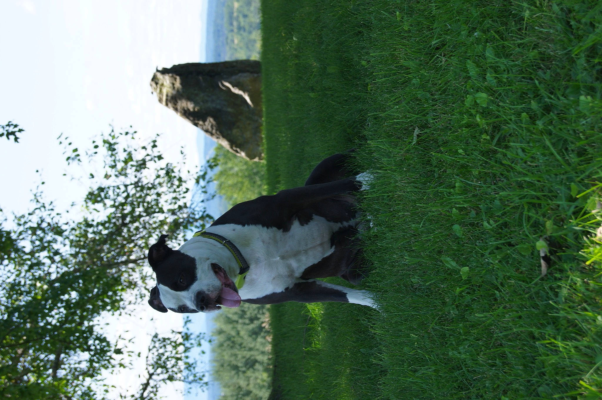 Lucie is registered to the contest to win money with this photo: bird, bovine, canidae, carnivore, companion_dog, dairy_cow, dog, dog_breed, grass, grassland, groundcover, plant, shrub, sky, sporting_group, tail, tree, trunk, water, wildlife