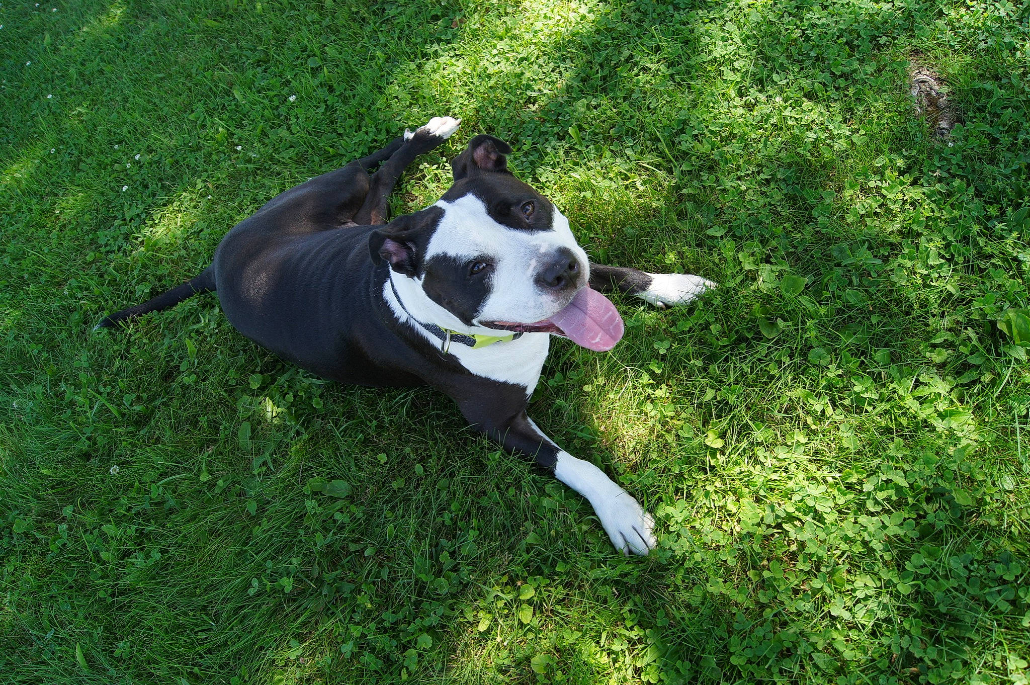 Lucie joined the competition — help win amazing prizes! ball, canidae, carnivore, companion_dog, dog, dog_breed, dog_supply, fawn, grass, grassland, groundcover, lawn, personal_protective_equipment, pet_supply, plant, snout, sporting_group, tail, working_animal, working_dog