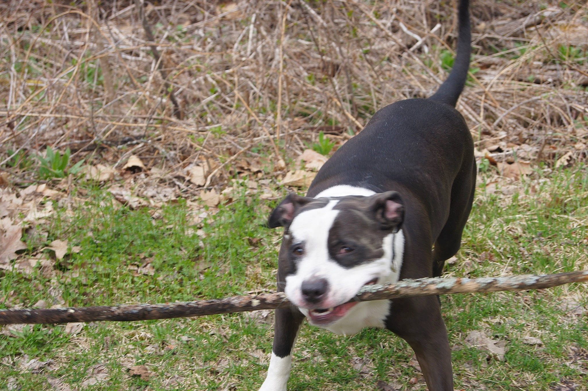 Lucie is registered to the contest to win money with this photo: boston_terrier, canidae, carnivore, collar, companion_dog, dog, dog_breed, dog_collar, fawn, grass, non_sporting_group, pet_supply, plant, snout, sporting_group, tail, terrestrial_animal, working_animal, working_dog