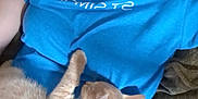 Rusty joined the competition — help win amazing prizes! cat, person, blue_shirt, indoor, relaxing, pet, lying_down, feline, nap, cozy, casual, paw, collar, fur, comfort, resting, home, closeup, human, couch