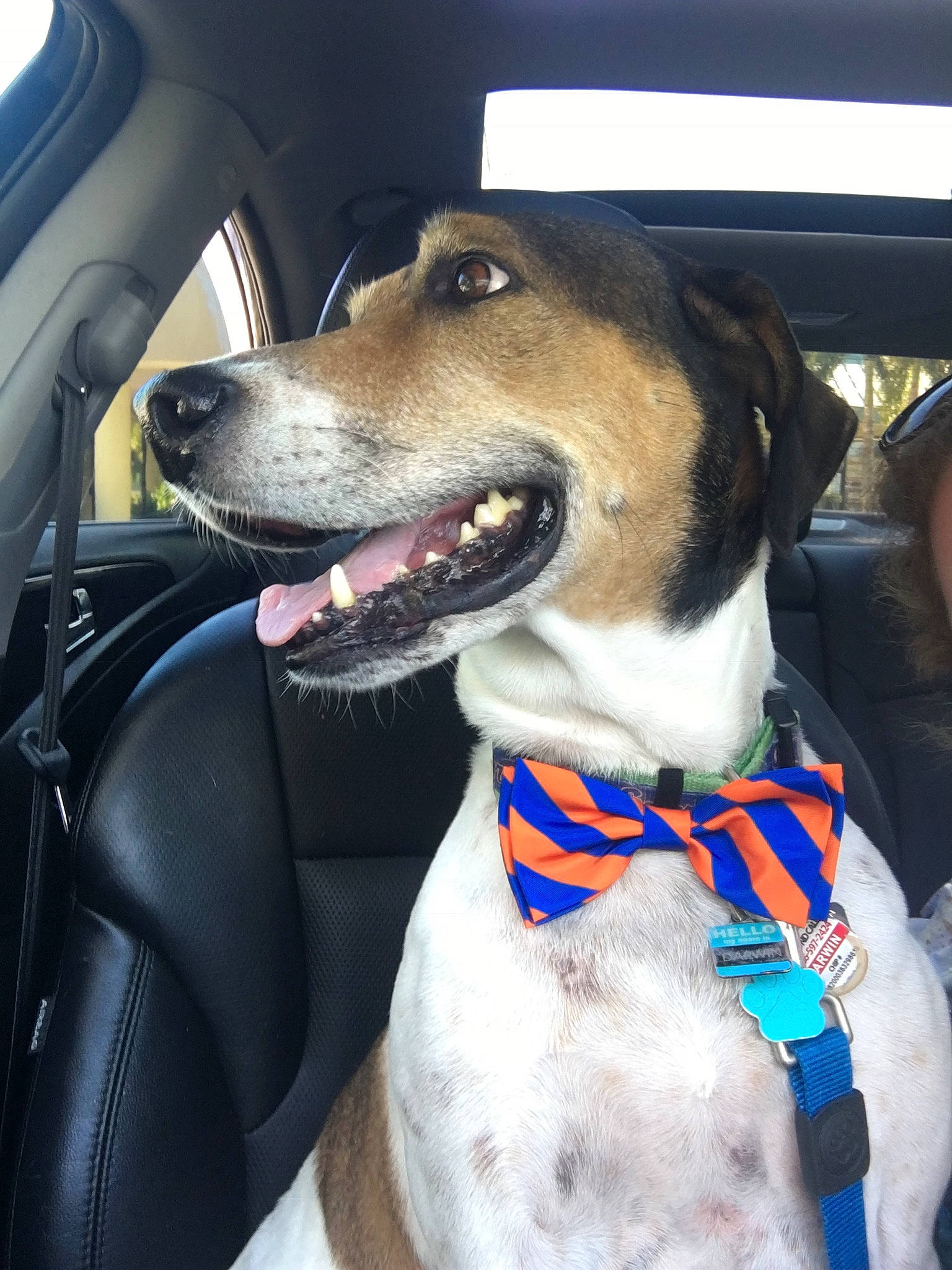 Darwin joined the competition — help win amazing prizes! automotive_mirror, canidae, car, car_seat, carnivore, collar, companion_dog, dog, dog_breed, dog_collar, dog_supply, fawn, leash, pet_supply, snout, sporting_group, vehicle, vehicle_door, whiskers, working_animal