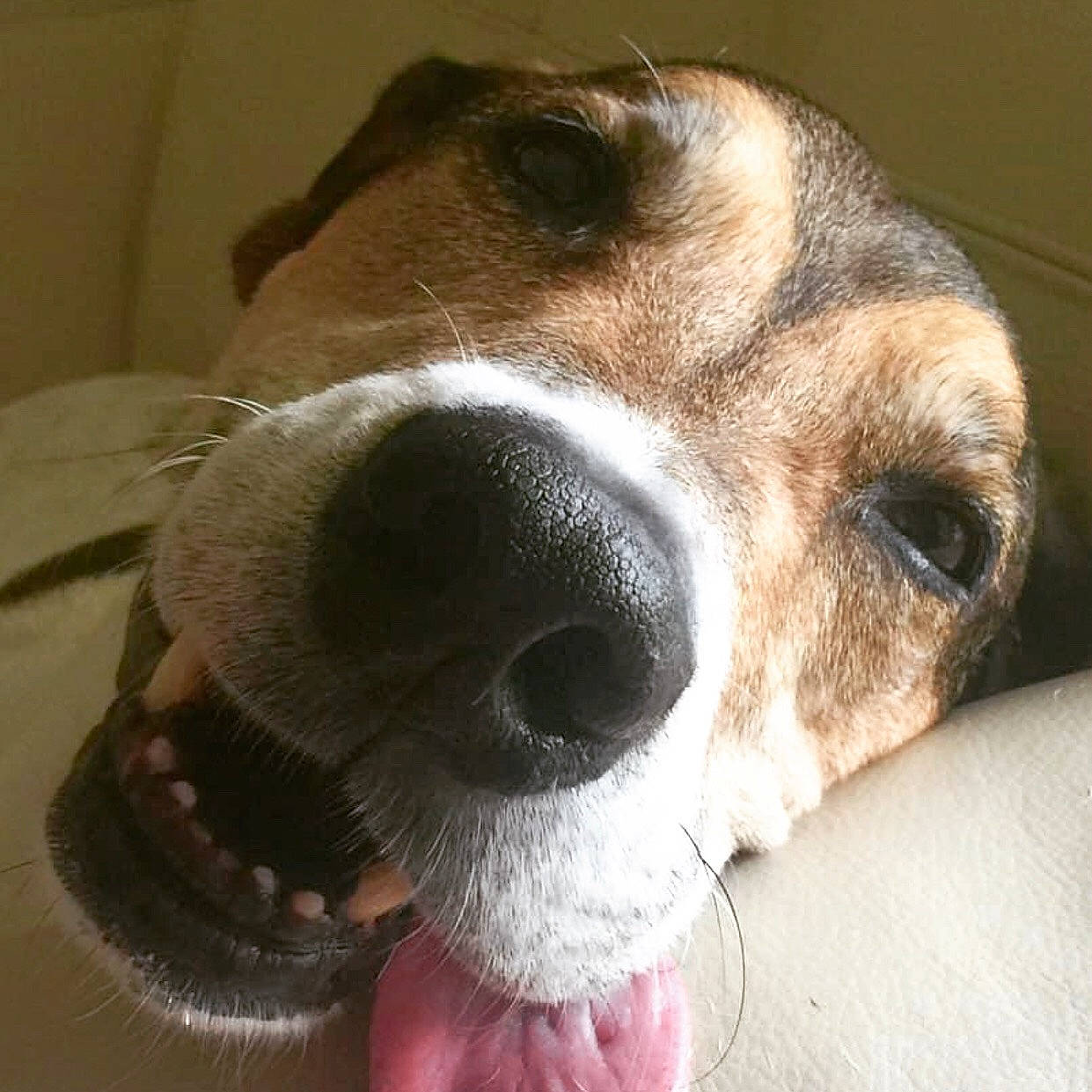 Darwin is registered to the contest to win money with this photo: canidae, carnivore, collar, companion_dog, dog, dog_breed, ear, eye, fawn, fur, head, liver, pet_supply, snout, sporting_group, whiskers, working_animal