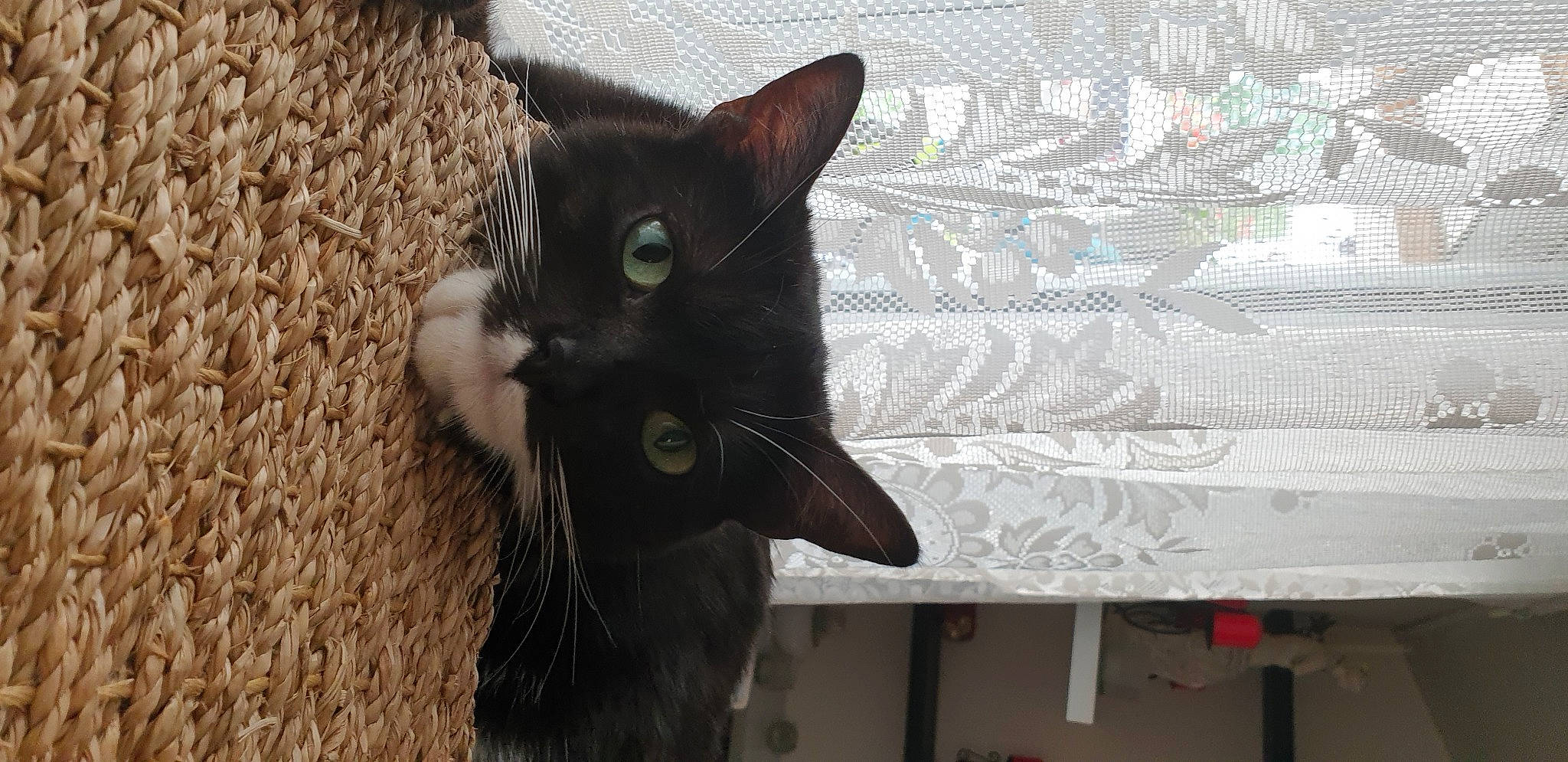 Minki a rejoint le concours — aidez-le/la à gagner de superbes lots ! black_cat, bombay, carnivore, cat, claw, domestic_short_haired_cat, felidae, fur, grey, havana_brown, linens, pattern, small_to_medium_sized_cats, tail, terrestrial_animal, whiskers, window, wood