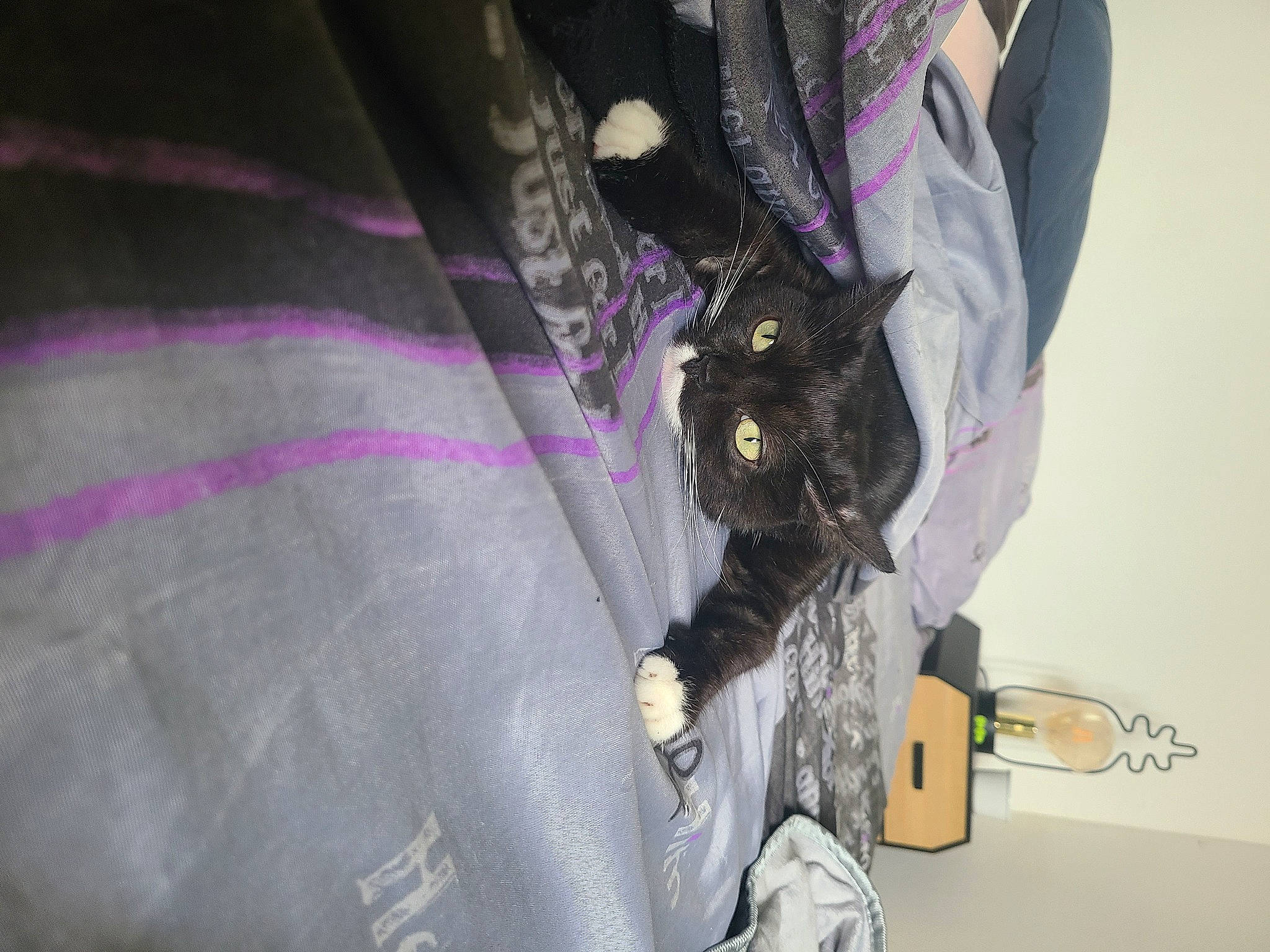 Minki a rejoint le concours — aidez-le/la à gagner de superbes lots ! bag, black_cat, boot, carnivore, cat, electrical_wiring, fashion_accessory, felidae, fictional_character, fur, glove, human_leg, magenta, personal_protective_equipment, purple, sleeve, small_to_medium_sized_cats, tail, whiskers, wire