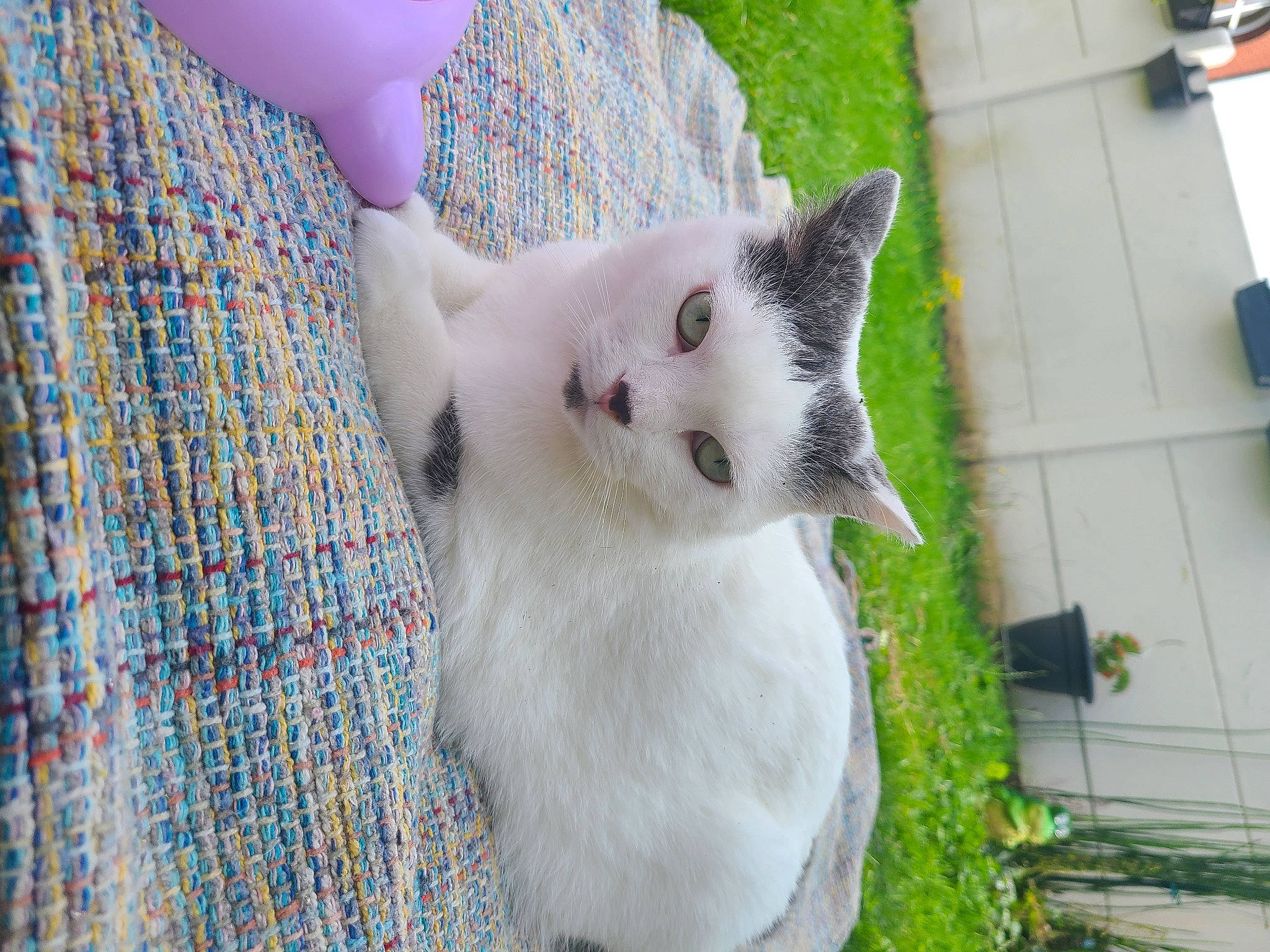 Yumé a rejoint le concours — aidez-le/la à gagner de superbes lots ! balinese, carnivore, cat, domestic_short_haired_cat, fawn, felidae, fur, grass, pattern, plant, small_to_medium_sized_cats, snout, tail, thai, tree, whiskers, wood, woven_fabric