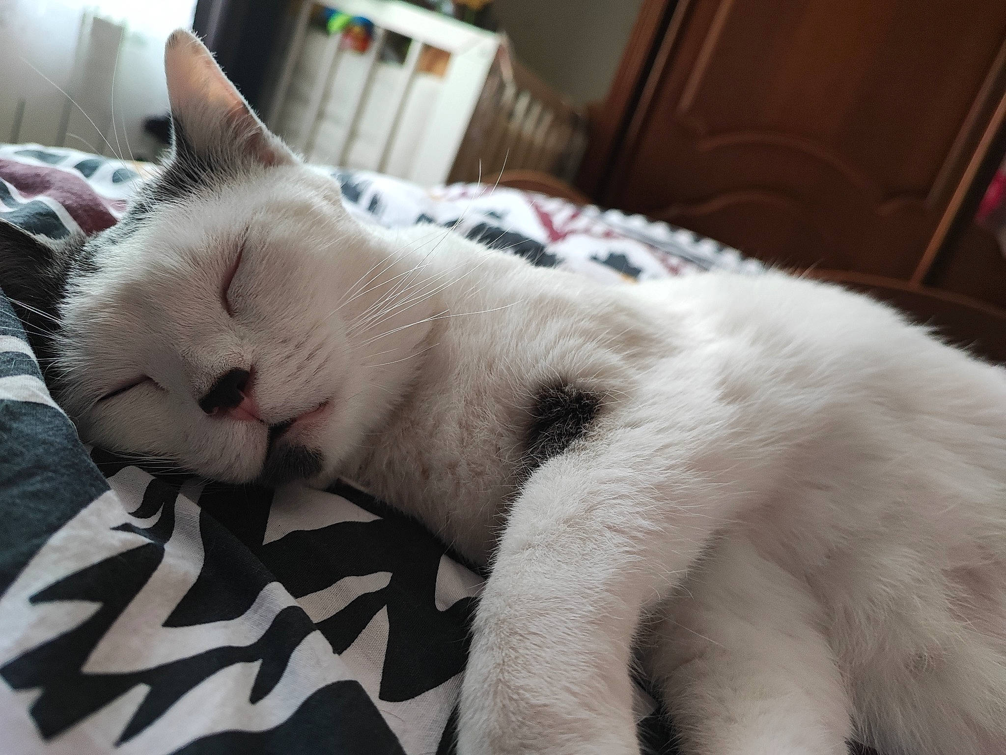 Yumé a rejoint le concours — aidez-le/la à gagner de superbes lots ! bedding, carnivore, cat, cat_supply, claw, comfort, domestic_short_haired_cat, fang, felidae, fur, linens, nap, paw, room, sleep, small_to_medium_sized_cats, snout, tail, whiskers, window