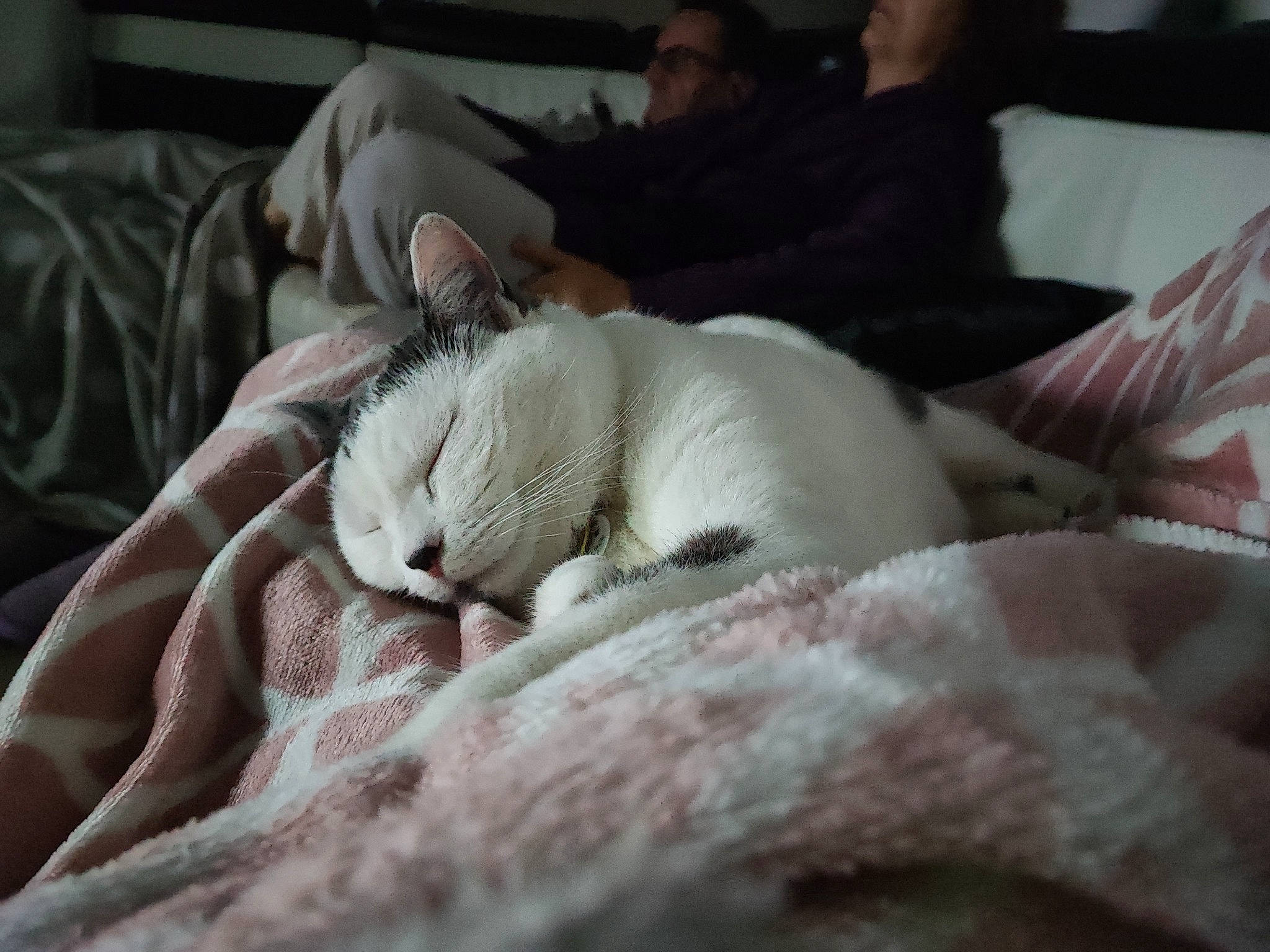 Yumé participe au concours pour gagner de l'argent avec cette photo : bed, bedding, canidae, carnivore, cat, comfort, companion_dog, couch, domestic_short_haired_cat, duvet, fawn, felidae, fur, linens, nap, paw, small_to_medium_sized_cats, snout, sporting_group, whiskers