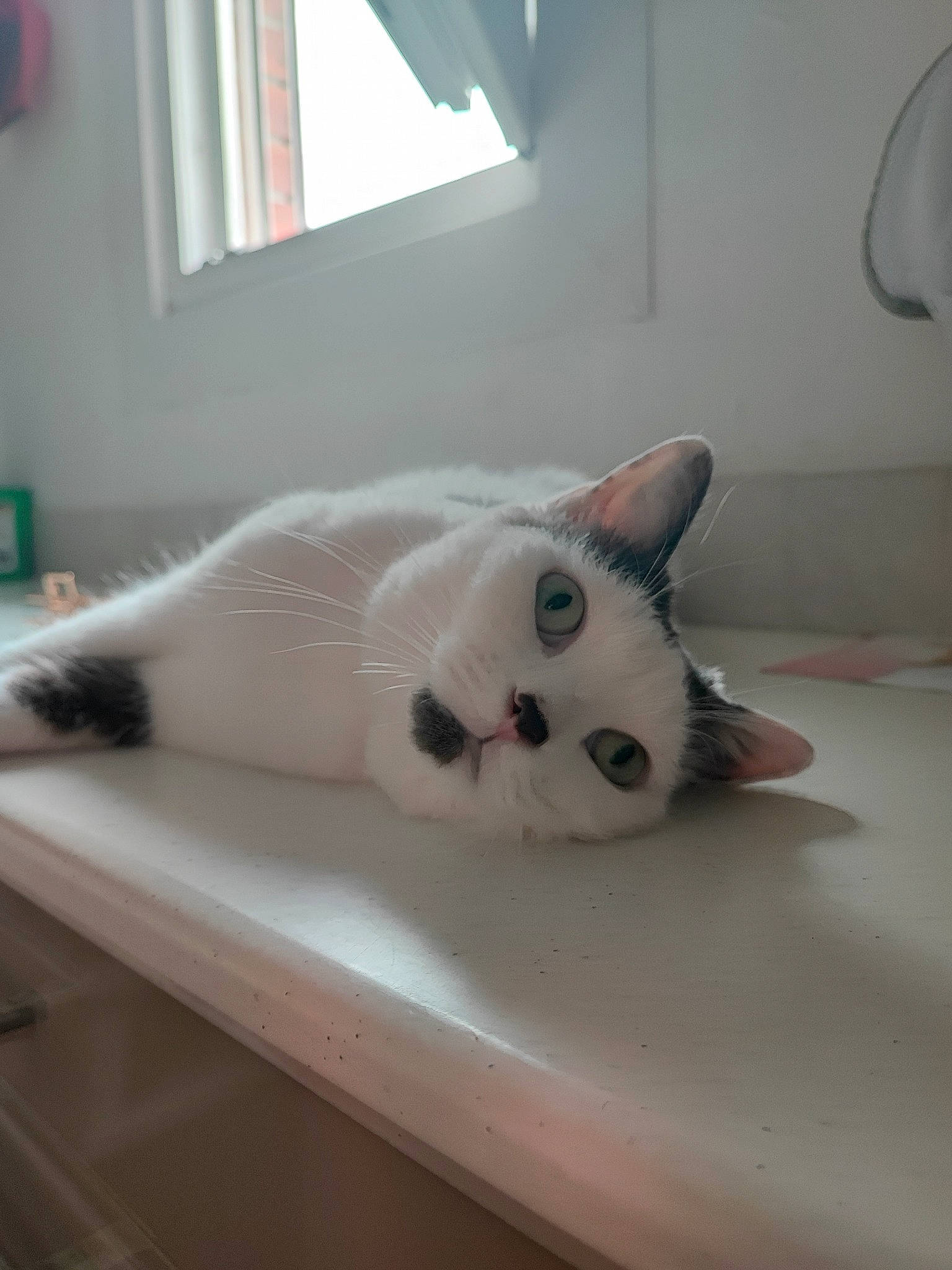 Yumé a rejoint le concours — aidez-le/la à gagner de superbes lots ! carnivore, cat, comfort, domestic_short_haired_cat, felidae, flooring, fur, hardwood, metal, paw, room, small_to_medium_sized_cats, snout, tail, whiskers, window, wood