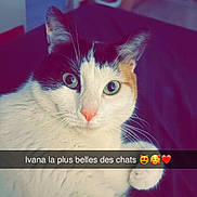 Ivana a rejoint le concours — aidez-le/la à gagner de superbes lots ! cat, calico_cat, pet, animal, feline, portrait, close_up, green_eyes, mismatched_eyes, whiskers, pink_nose, ears, white_fur, black_fur, orange_fur, indoor, bedroom, bed, photography, text_overlay