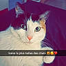 cat, calico_cat, pet, animal, feline, portrait, close_up, green_eyes, mismatched_eyes, whiskers, pink_nose, ears, white_fur, black_fur, orange_fur, indoor, bedroom, bed, photography, text_overlay