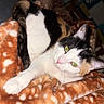 Ivana a rejoint le concours — aidez-le/la à gagner de superbes lots ! cat, calico_cat, pet, animal, feline, green_eyes, whiskers, pink_nose, white_fur, black_fur, orange_fur, striped_fur, lying_down, stretched_paw, blanket, soft_fabric, cozy, indoors, close_up, flash_photography