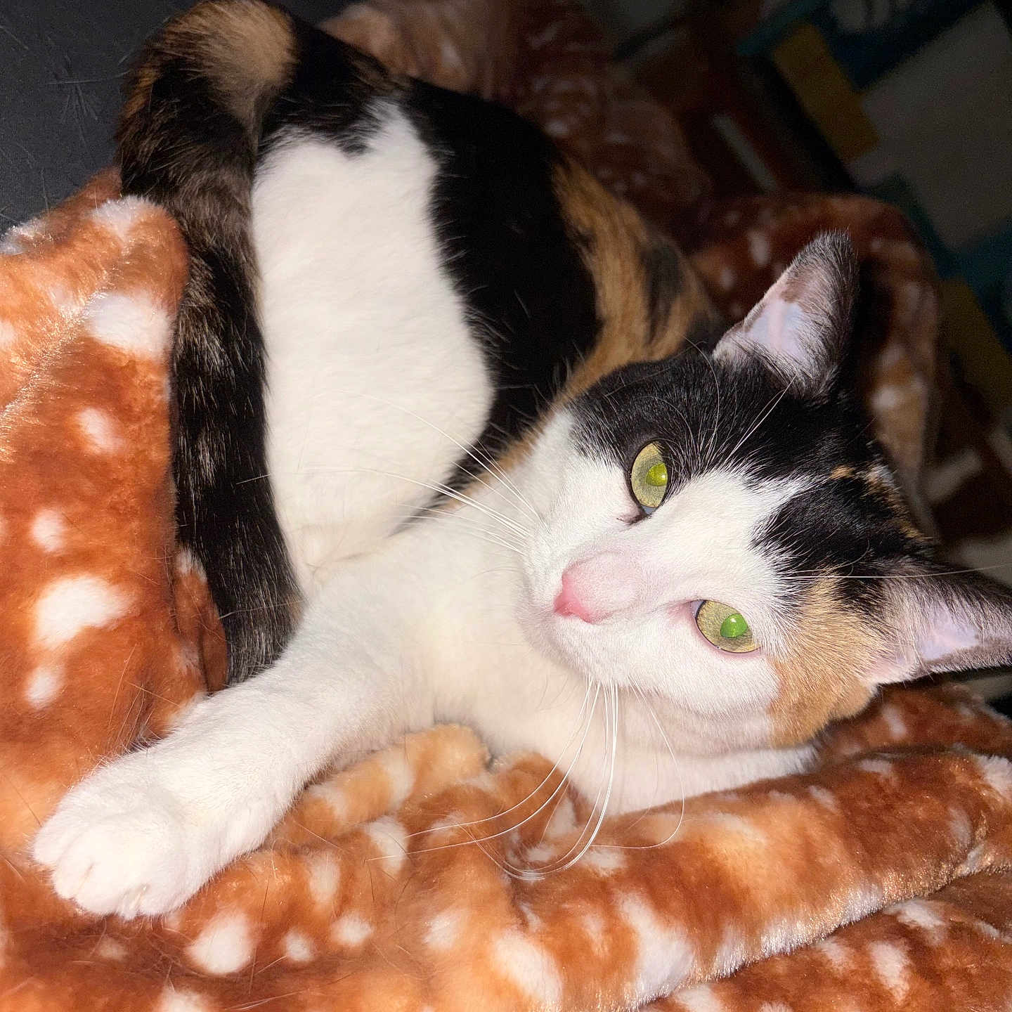 Ivana a rejoint le concours — aidez-le/la à gagner de superbes lots ! cat, calico_cat, pet, animal, feline, green_eyes, whiskers, pink_nose, white_fur, black_fur, orange_fur, striped_fur, lying_down, stretched_paw, blanket, soft_fabric, cozy, indoors, close_up, flash_photography