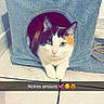Ivana a rejoint le concours — aidez-le/la à gagner de superbes lots ! cat, calico_cat, pet, animal, feline, blue_cubby, cat_house, white_fur, orange_fur, black_fur, green_eyes, whiskers, paws, sitting, indoors, tile_floor, portrait, cute, text_overlay, emoji