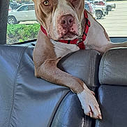 Marley joined the competition — help win amazing prizes! back_seat, brown_and_white, car_interior, crossed_paws, daylight, dog, floppy_ears, funny_pose, leather_seat, outdoor, parking_lot, pet, pink_nose, pit_bull, portrait, red_collar, short_hair, sitting, vehicle, wide_eyes