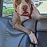 back_seat, brown_and_white, car_interior, crossed_paws, daylight, dog, floppy_ears, funny_pose, leather_seat, outdoor, parking_lot, pet, pink_nose, pit_bull, portrait, red_collar, short_hair, sitting, vehicle, wide_eyes