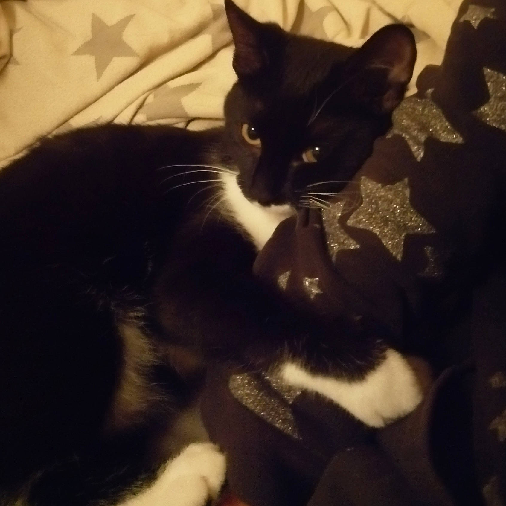 Amnesia a rejoint le concours — aidez-le/la à gagner de superbes lots ! black_cat, carnivore, cat, cloud, ear, eye, felidae, fur, kitten, lap, night, polydactyl_cat, shoe, sky, small_to_medium_sized_cats, square, tail, whiskers