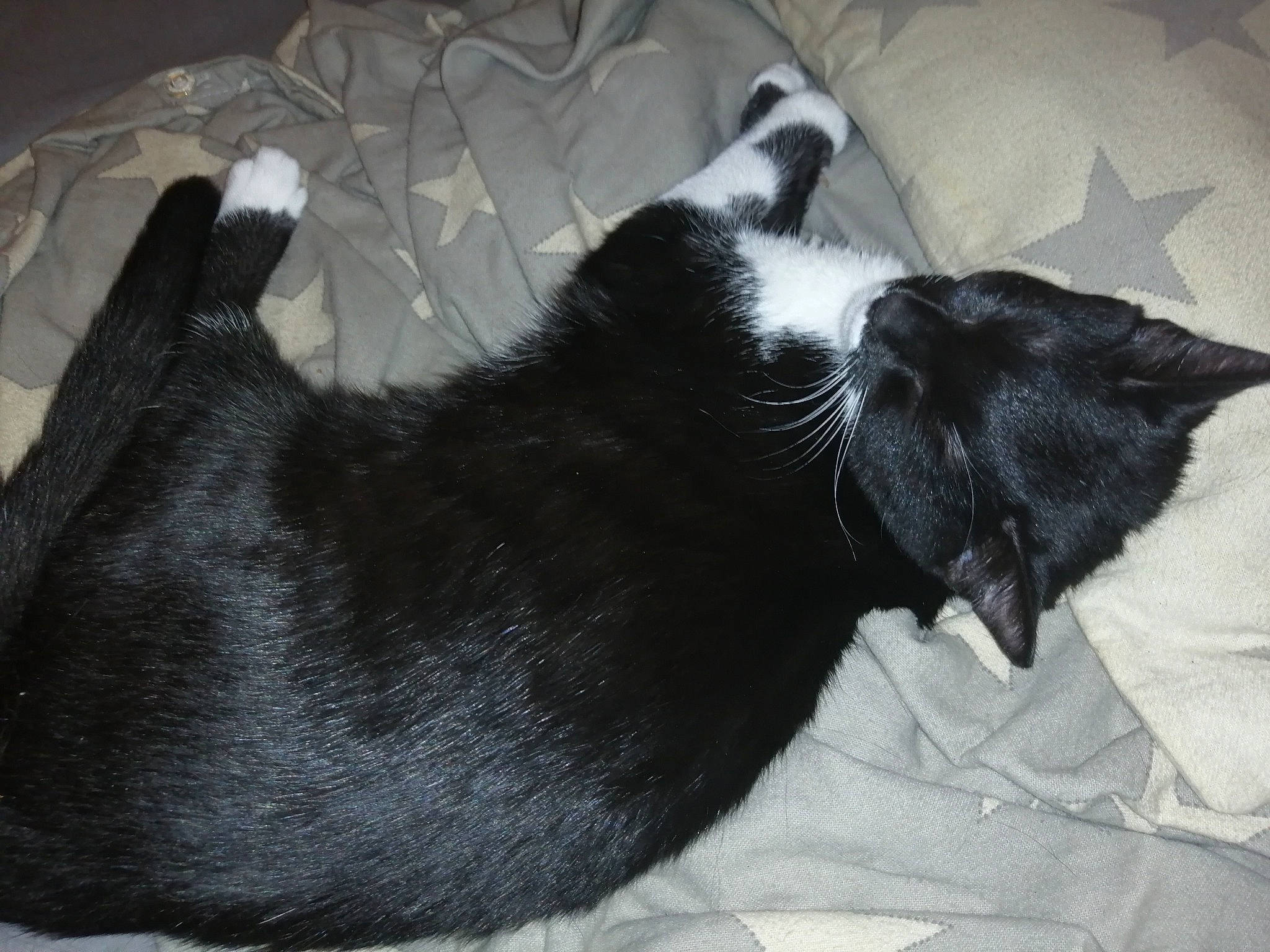 Amnesia participe au concours pour gagner de l'argent avec cette photo : black, black_and_white, black_cat, canidae, carnivore, cat, ear, felidae, fur, nap, sleep, small_to_medium_sized_cats, snout, tail, whiskers