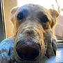 Buddy joined the competition — help win amazing prizes! dog, close_up, nose, paw, window, resting, curious, fur, pet, animal, indoor, portrait, looking, soft_light, whiskers, ears, muzzle, snout, domestic_animal, canine