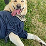 dog, grass, black_shirt, tongue_out, happy, pet, canine, outdoor, playful, collar, person, cap, face, smiling, animal, paw, toy, blue_toy, close_up, nature