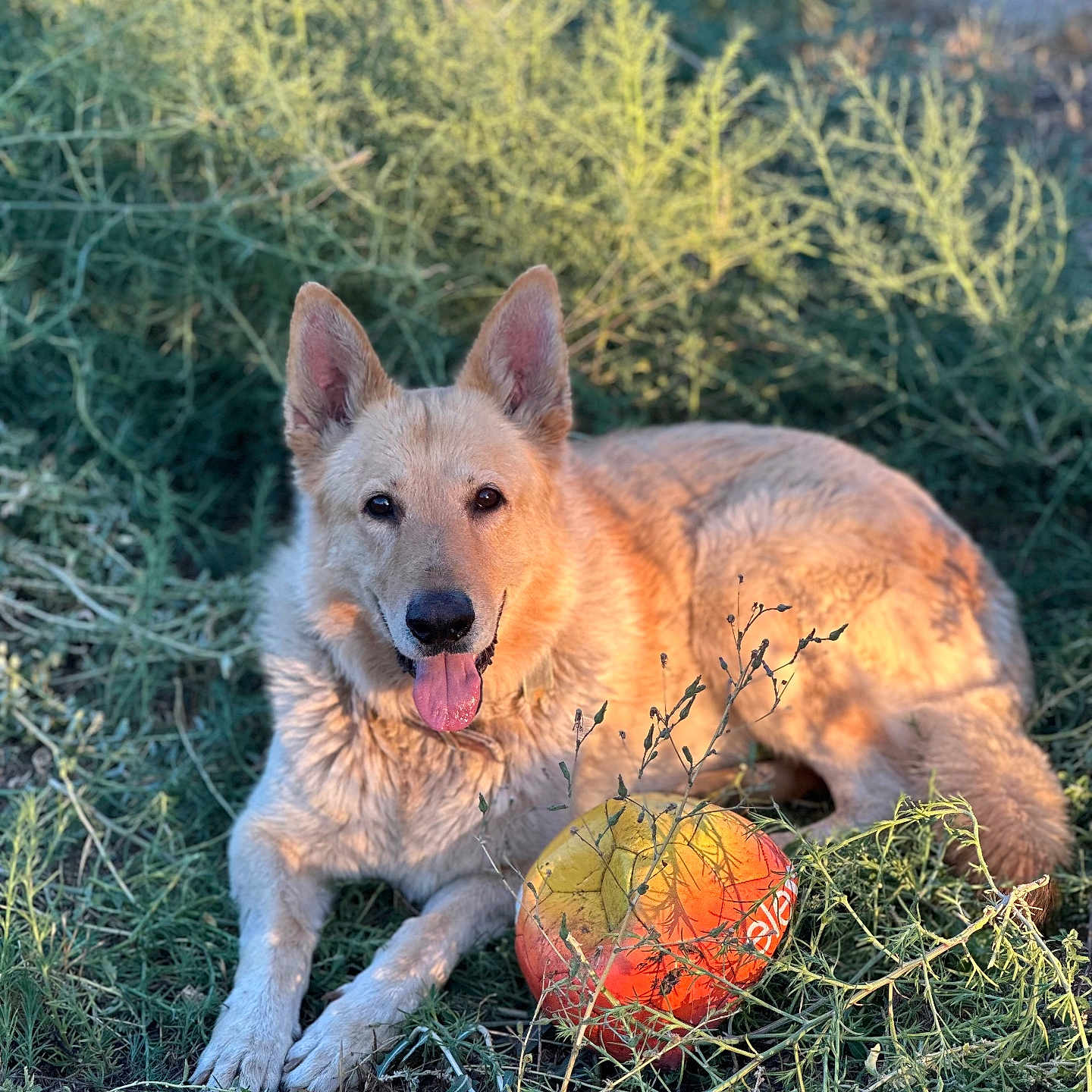 Buddy is registered to the contest to win money with this photo: animal, ball, canine, daylight, dog, ears, fur, grass, laying_down, muzzle, nature, outdoor, pet, plant, playful, relaxed, snout, summer, sunlight, tongue_out