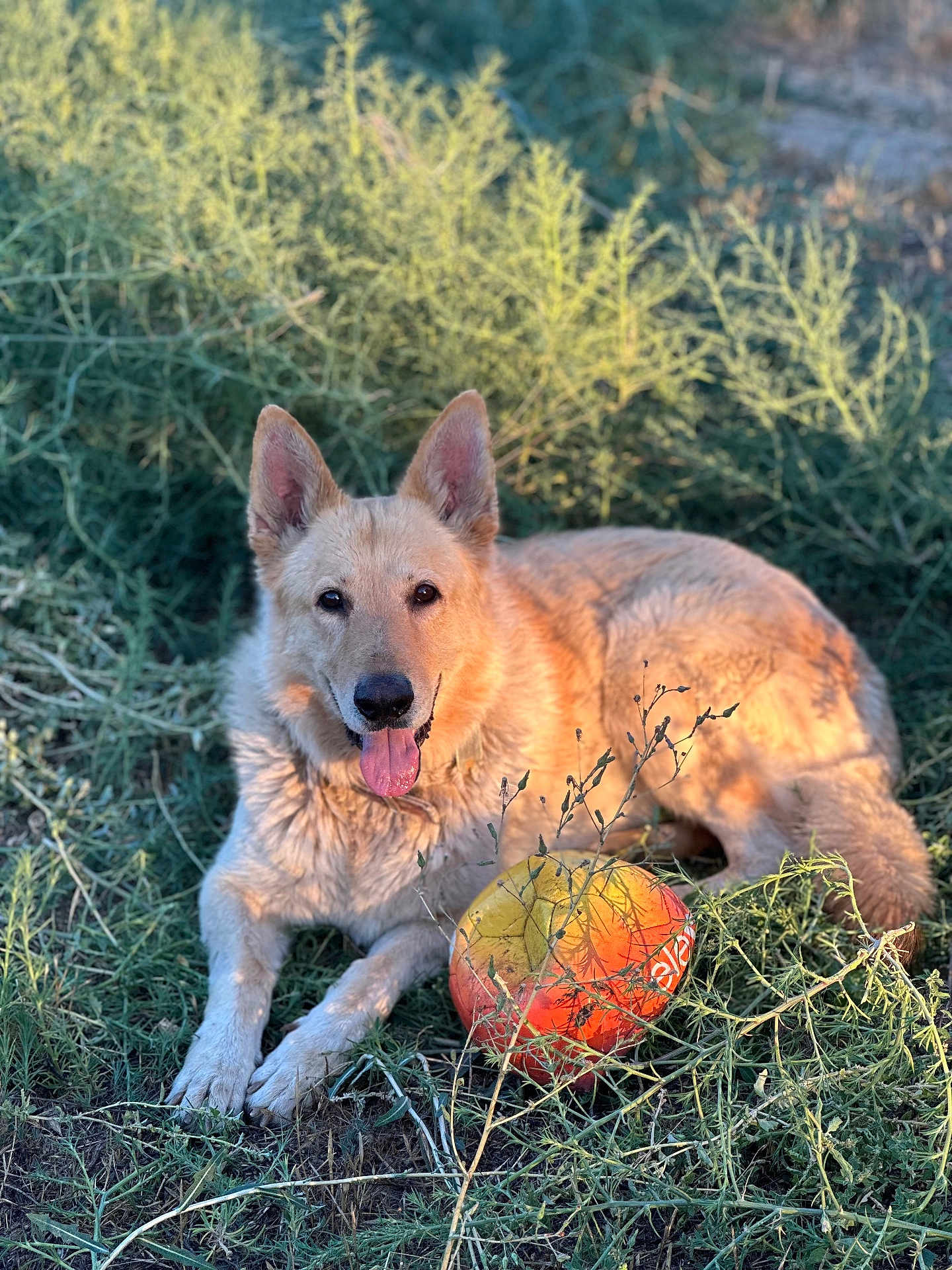 Buddy is registered to the contest to win money with this photo: dog, animal, outdoor, grass, ball, pet, canine, nature, sunlight, playful, tongue_out, relaxed, fur, ears, muzzle, snout, laying_down, plant, daylight, summer