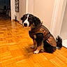 Moon participe au concours pour gagner de l'argent avec cette photo : animal, black_and_white, brown, canine, cute, dog, dog_clothing, doorway, fluffy, hallway, home, indoors, long_hair, parquet, pet, portrait, puppy, sitting, wearing_coat, wood_floor