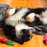 Moon a rejoint le concours — aidez-le/la à gagner de superbes lots ! dog, lying_down, floor, wooden_floor, blanket, toy, carrot_shaped_toy, fur, black_fur, white_fur, tan_fur, relaxed, pet, indoor, sleeping, canine, paw, nose, collar, cozy