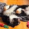 dog, lying_down, floor, wooden_floor, blanket, toy, carrot_shaped_toy, fur, black_fur, white_fur, tan_fur, relaxed, pet, indoor, sleeping, canine, paw, nose, collar, cozy
