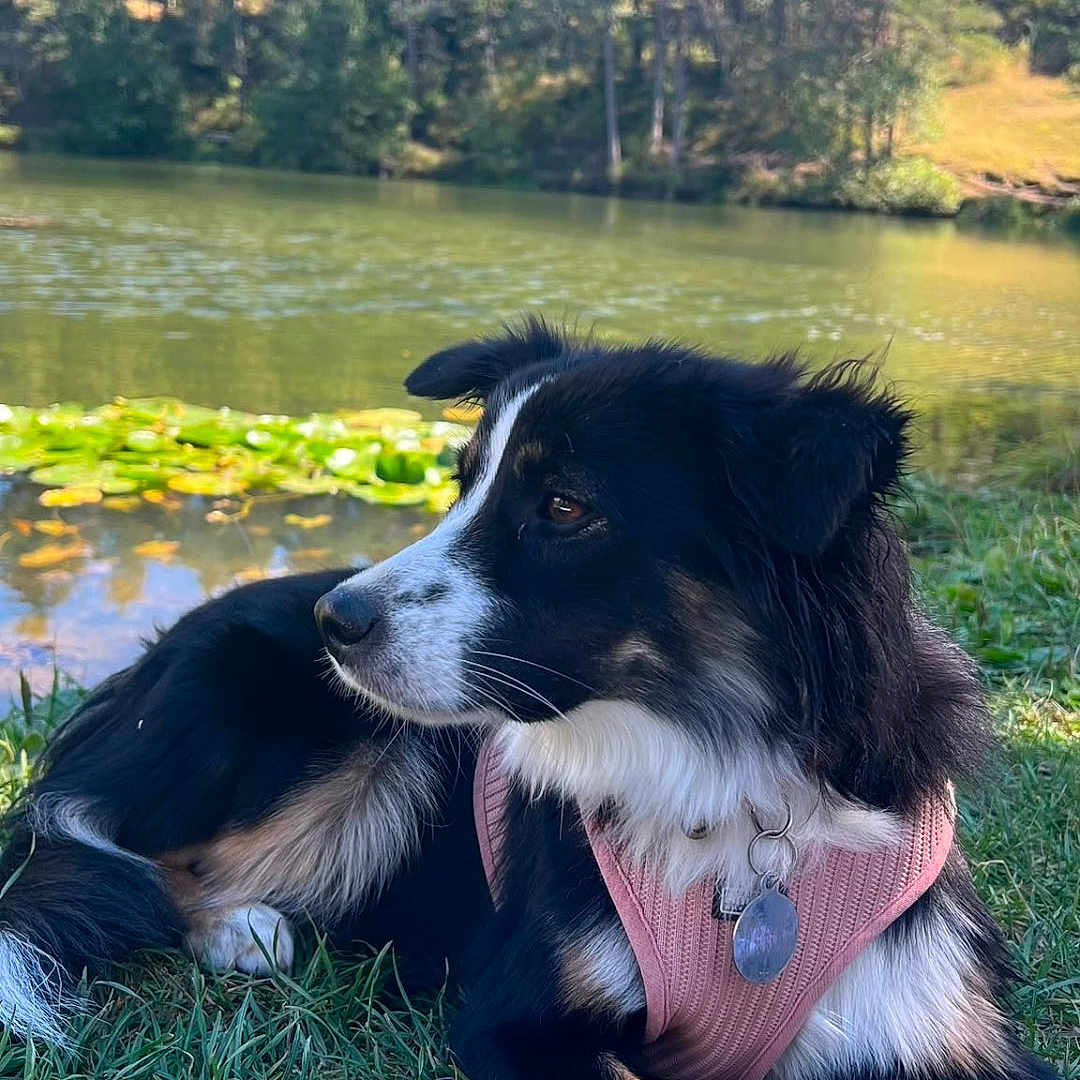 Moon participe au concours pour gagner de l'argent avec cette photo : dog, grass, lake, trees, outdoor, nature, canine, water, sky, harness, pet, relaxing, sunlight, greenery, animal, summer, landscape, park, daytime, fur